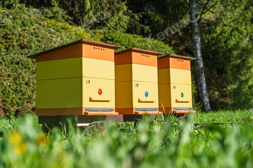 Preview: Three colorful wooden beehives standing in a lush green meadow on a sunny spring afternoon