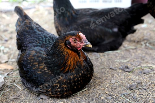 Preview: Chickens on the farm, close-up