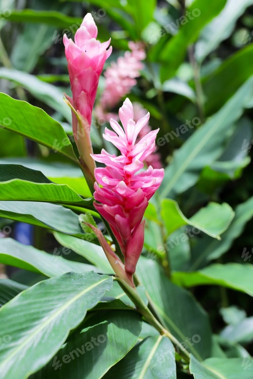 Preview: Alpinia purpurata pink red tropical flower