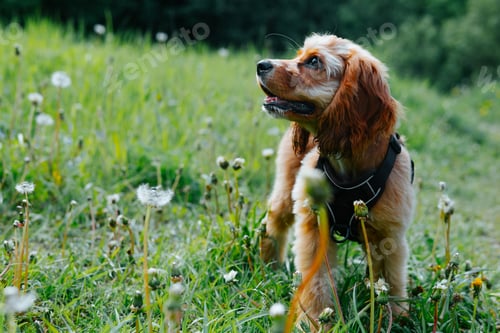Preview: A cocker spaniel explores a grassy area filled with dandelions under bright sunlight. The dog appear