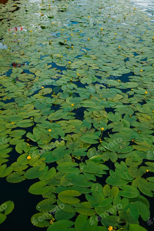 Preview: Lily pads cover the surface of calm water. Small yellow flowers peek through the green leaves, creat