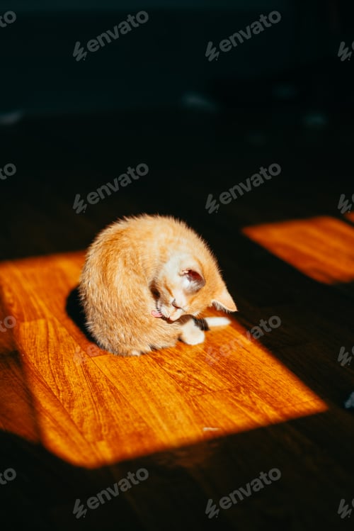 Preview: An orange kitten sits in a sunbeam on a wooden floor, grooming itself.