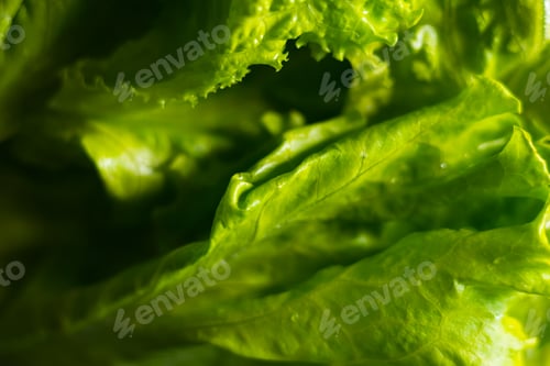 Preview: Fresh green lettuce leaves fill the frame with their vibrant texture and intricate details.