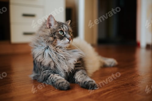 Preview: A grey cat is resting on a wooden floor in a home setting, showing a fluffy coat and a focused expre