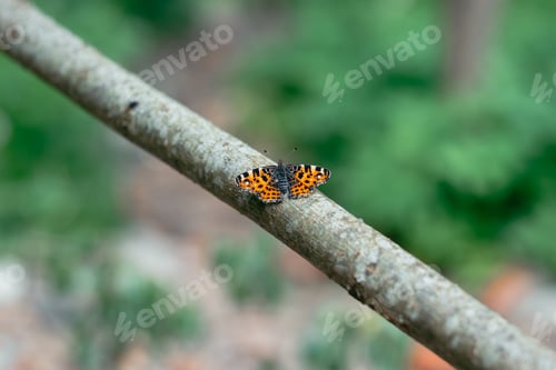 Preview: A butterfly rests on a branch in a forest with blurred greenery in the background. The butterfly fea