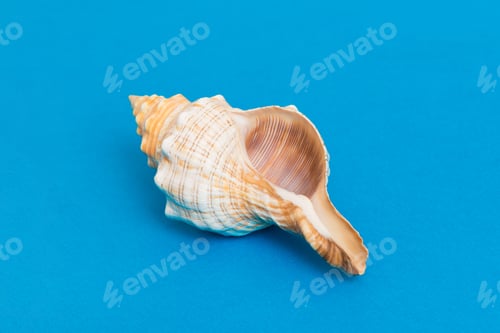 Preview: Beach seashells on colored background. Mock up with copy space