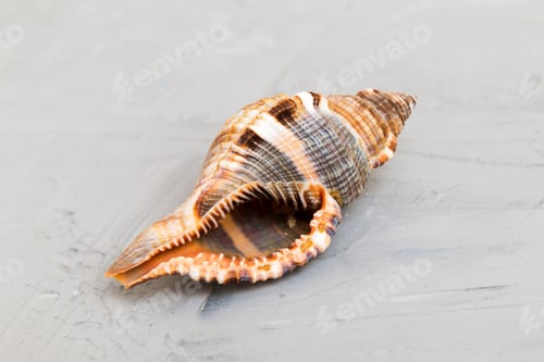Preview: Beach seashells on colored background. Mock up with copy space