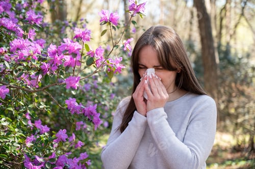 Preview: Young Woman with Seasonal Allergy Sneezing into Tissue near Blooming Rhododendron Flowers