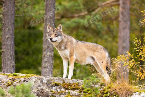 Preview: Alert wolf standing on mossy rock in Scandinavian forest