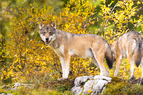 Preview: Two wolves in autumn forest with golden foliage and mossy rocks