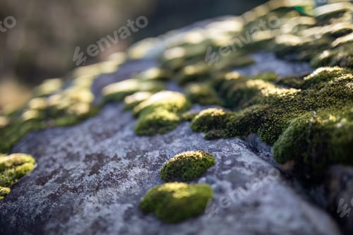 Preview: Closeup Moss Covered Rock Natural Texture