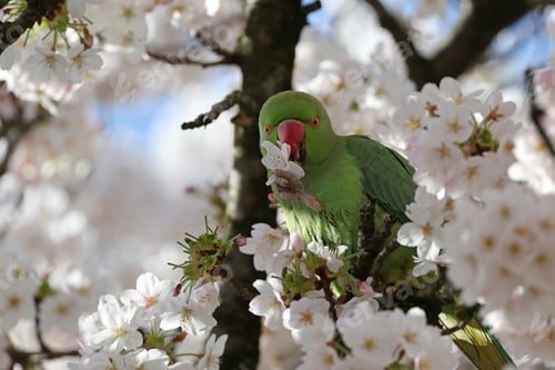 Preview: a closeup shot of a rose-ringed parakeet (Psittacula krameri) in blossom