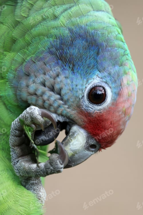 Preview: close up view of a red-tailed amazon (Amazona brasiliensis)