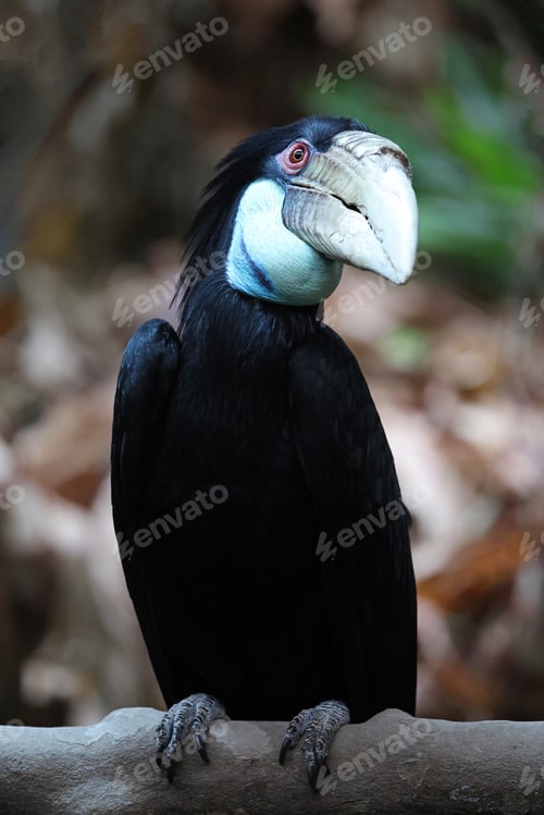 Preview: wreathed hornbill female (Rhyticeros undulatus)