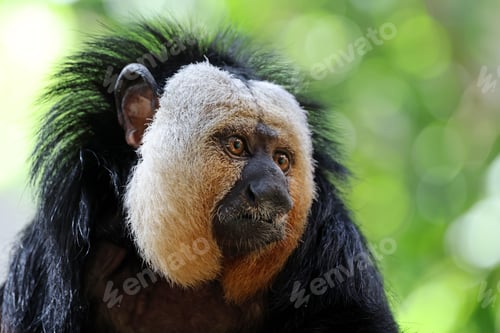 Preview: White Faced Saki (Pithecia pithecia) male