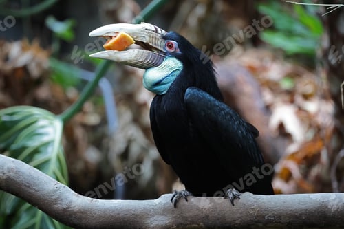 Preview: wreathed hornbill female (Rhyticeros undulatus)