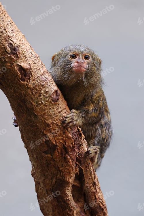 Preview: western pygmy marmoset (Cebuella pygmaea)