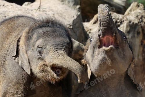 Preview: Young elephant (Elephas maximus) in the wild