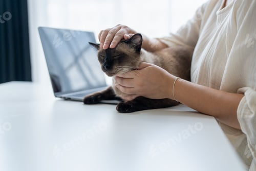 Preview: Vet surgeon. Siamese Cat on examination table of veterinarian clinic. Veterinary care. Vet doctor an