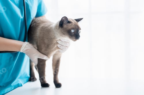 Preview: Vet surgeon. Siamese Cat on examination table of veterinarian clinic. Veterinary care. Vet doctor an