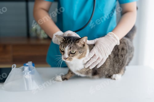 Preview: Veterinarian Examining Disabled Three Legged Cat on Examination Table at Veterinary Clinic Showing S