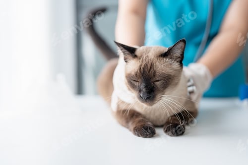 Preview: Vet surgeon. Siamese Cat on examination table of veterinarian clinic. Veterinary care. Vet doctor an