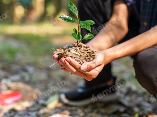 Preview: Hands holding young plant for ecological sustainability and environmental protection concept.