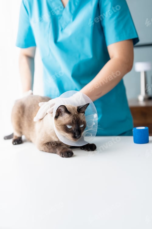 Preview: Vet surgeon. Siamese Cat on examination table of veterinarian clinic. Veterinary care. Vet doctor an