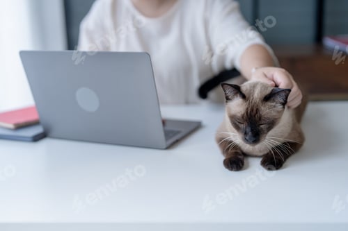 Preview: Vet surgeon. Siamese Cat on examination table of veterinarian clinic. Veterinary care. Vet doctor an