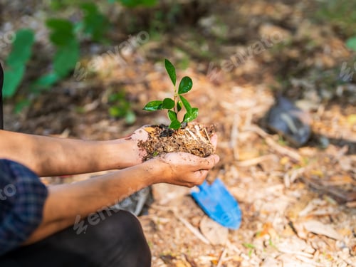 Preview: Hands holding young plant for ecological sustainability and environmental protection concept.