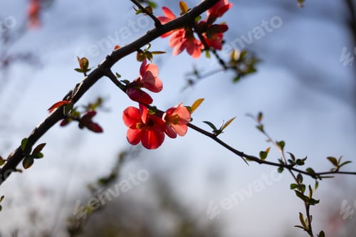 Preview: Backlit flowering quince twig with coral blossoms against pale sky in early spring sunlight. Ornamen