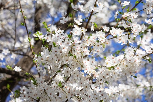 Aperçu: Close view of white spring blossoms covering slender branches. Fragility, renewal, pollination, biod