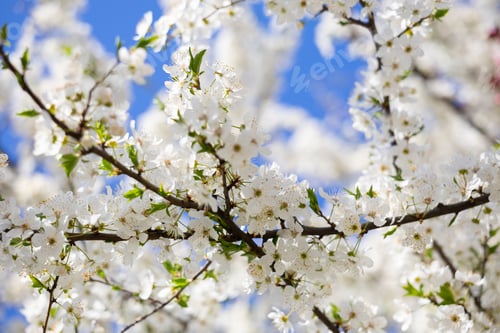 Preview: Close view of white spring blossoms covering slender branches. Fragility, renewal, pollination, biod