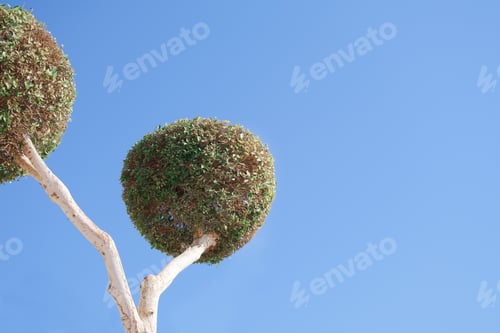 Preview: Landscape design of the park. Spherical trimmed trees over blue sky