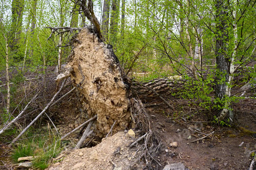 Preview: Forest storm damage with uprooted tree and exposed roots