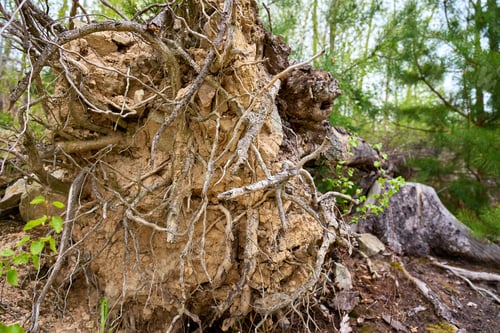 Preview: Uprooted fallen tree with exposed roots in spring forest