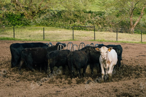 Preview: White cow standing between black cows in muddy farm looking to the camera. Against the tide, unique