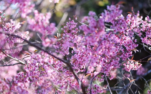 Vorschau: Nahaufnahme einer rosa Kirschblüte im Park