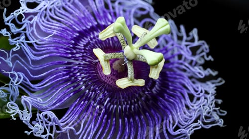 Preview: Vibrant Purple Passion Flower in Dramatic Macro Detail