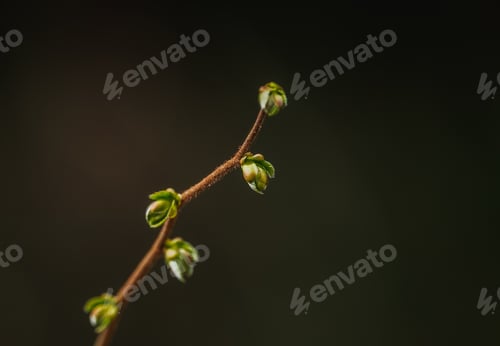 Preview: Fresh green leaves background. Spring background