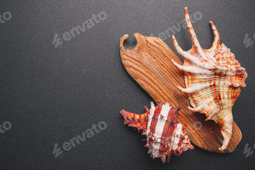 Preview: Sea shells on a dark background, flat lay