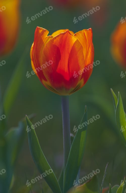 Preview: Bicolored red and yellow tulips in sunny day fully open with green background close up