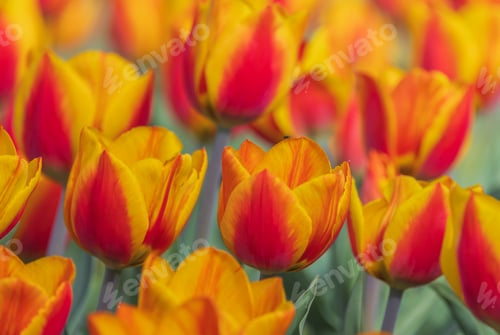 Preview: Bicolored red and yellow tulips in sunny day fully open with green background close up