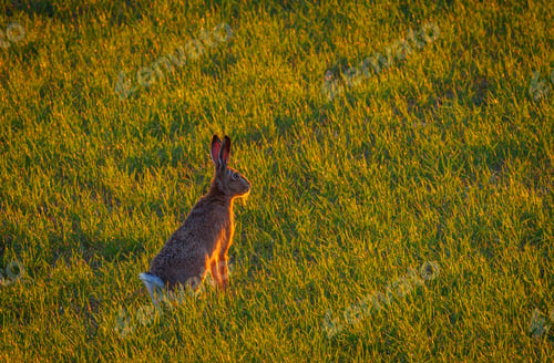 Preview: Rabbit in the tall grass in the evening light