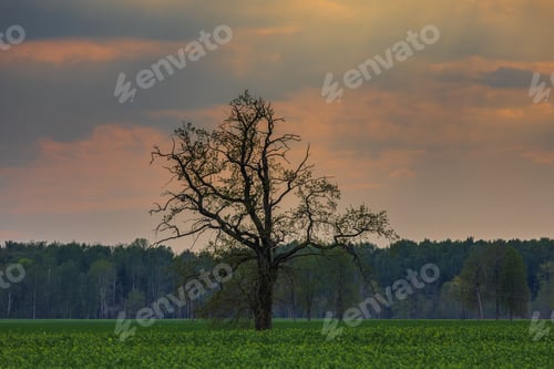 Preview: Spring oak tree in green meadow and blue sky