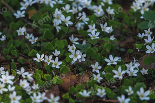 Preview: Wild white blooms background, nature background