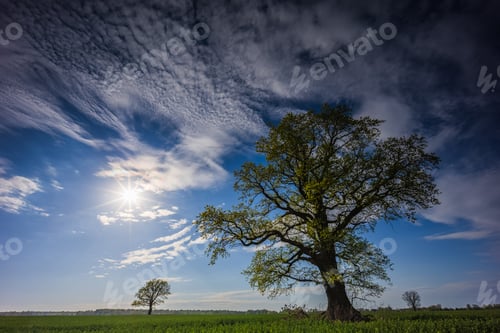 Preview: Spring oak tree in green meadow and blue sky