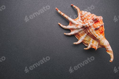 Preview: Sea shell on a dark background, flat lay