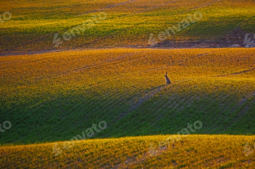 Preview: Rabbit in the tall grass in the evening light