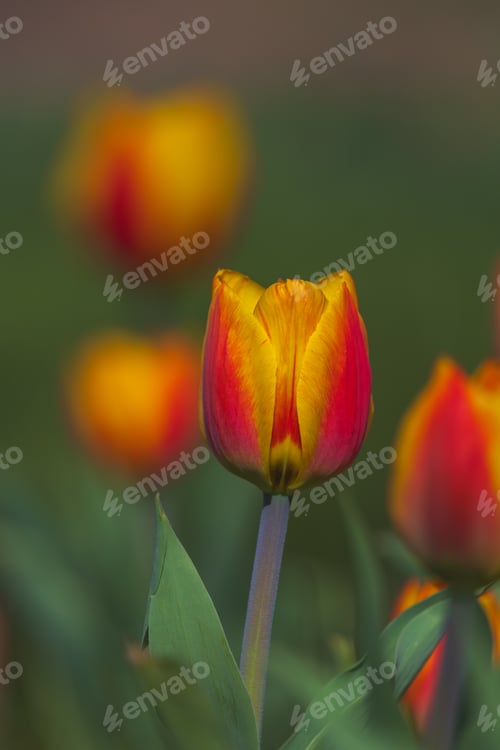 Preview: Bicolored red and yellow tulips in sunny day fully open with green background close up